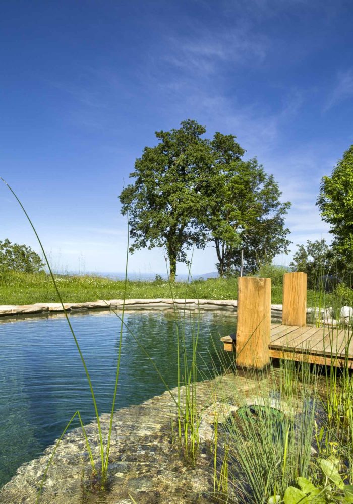 Pond June 25-1